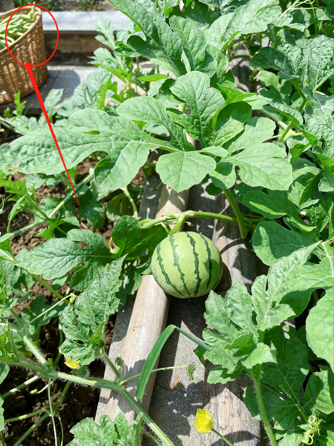 张馨予|张馨予后院长出18个西瓜,网友教她养瓜秘诀,本人听后一脸问号