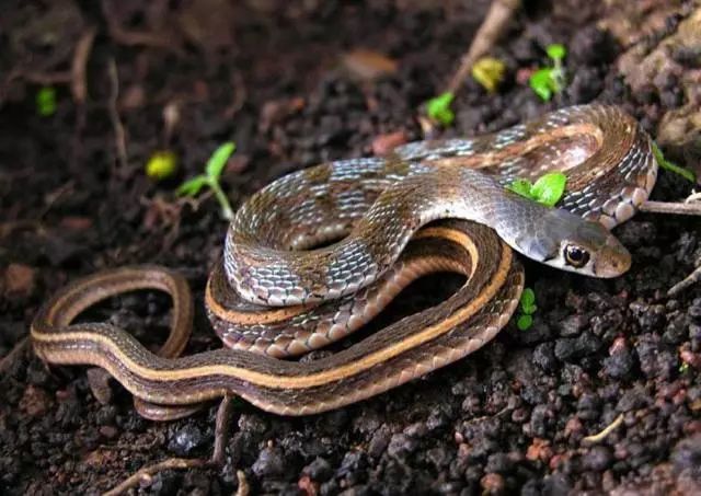 水逆晋升功臣|中国民间故事：山路遇到小花蛇