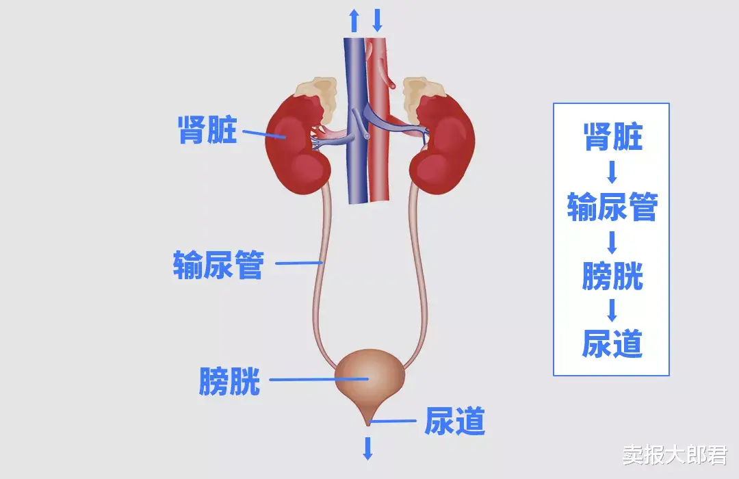 卖报大郎君 一喝水就有尿和喝水没尿的人，哪个更健康?