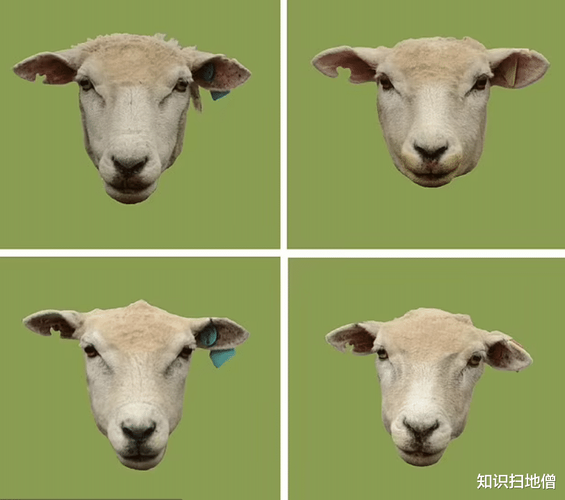  学会“咩咩叫”就能拐跑小羊羔！科学发现：羊羔认“声”不认脸