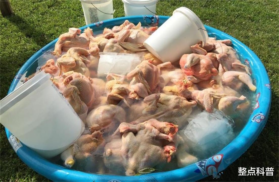 我国每年消费200多亿只鸡爪，市场源源不断的鸡爪是从哪里来的？