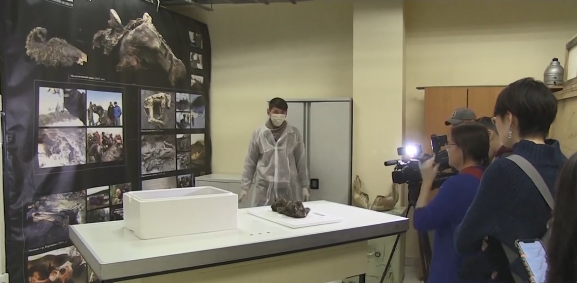 冰封 俄罗斯发现冰封18000年“怪物”，牙齿胡须完整，却无法识别物种