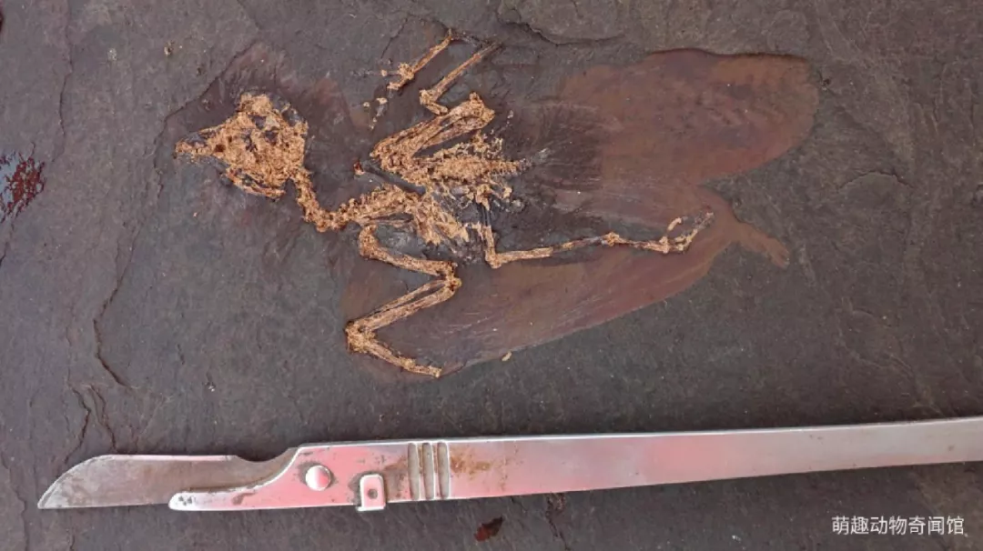 化石 德国考古新发现，4800万年岩层中的未知鸟类物种化石