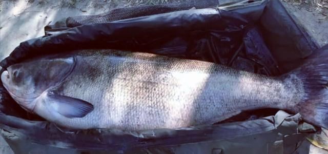 饵料|湖北一男子户外野钓，偶遇巨型“鱼王”漂浮水面，网友：可惜了