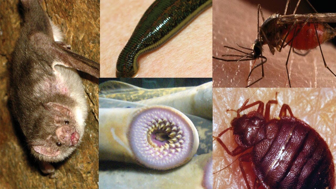 蝙蝠 世界十大吸血生物，你不知道的动物真面目！