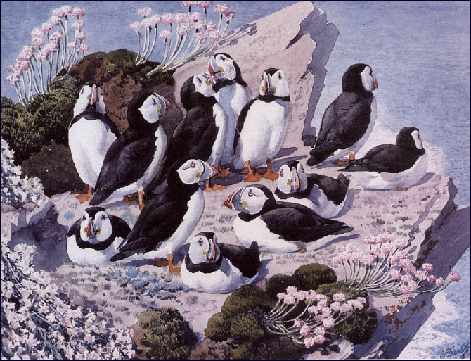 英国查尔斯.图尼克利夫(Charles.Tunnicliffe)禽鸟水彩画