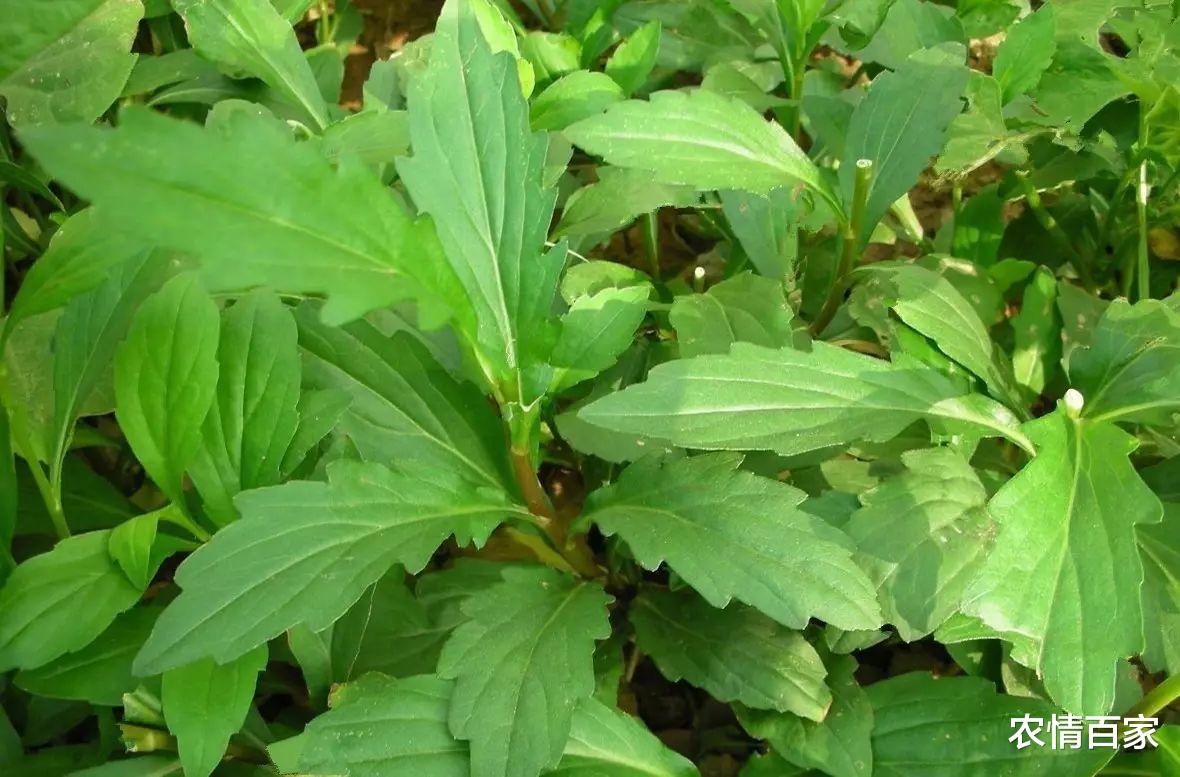 农情百家 农村有这“5种野菜”，制作青团不用愁，每年采摘都乐此不疲！