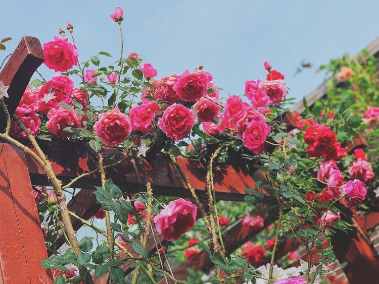 古镇 我的54㎡露台花园,一个可在花丛中漫步的地方,舒适宜人美不胜收