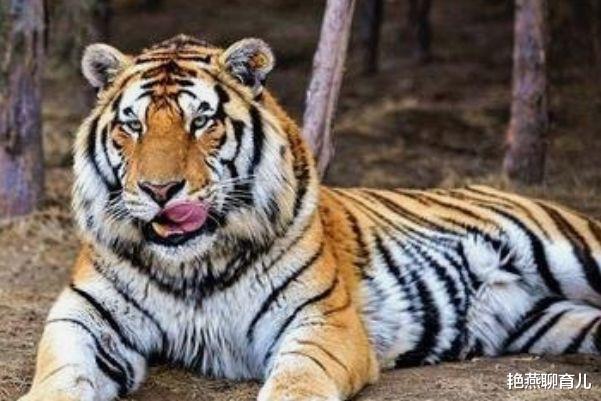 艳燕聊育儿|属相虎：8月运势如何？该注意什么？家有属虎人速看！