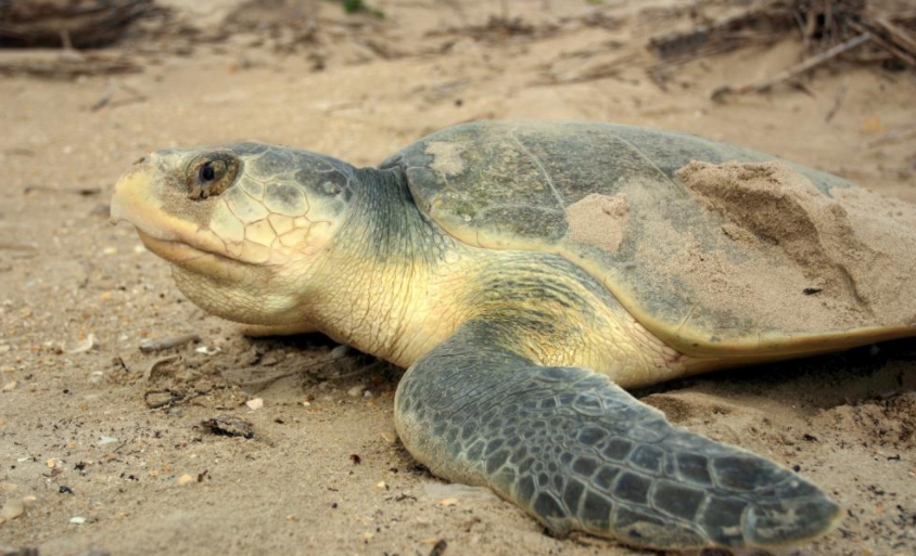 棱皮龟|已经存在了数百万年的7种海龟