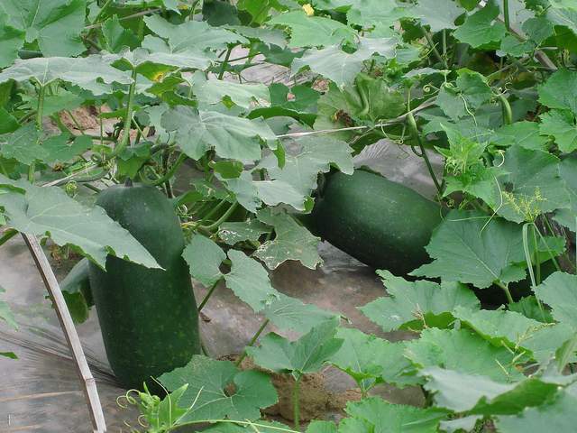 徐丰溪|农村12种不长虫不用打药的家常菜,种下去就有得吃,你家有几种?