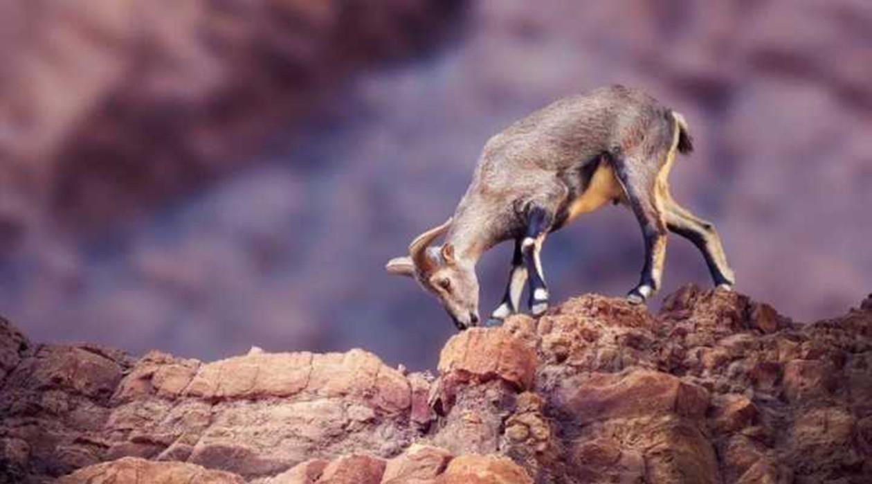 |人类离不开盐，动物难道不需要盐分吗？原始人又如何获得盐分？