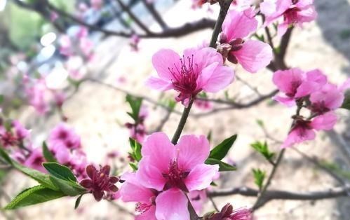 花与花之间美好的“爱情”故事!