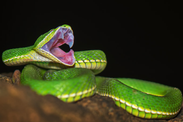 叶青|竹叶青咬不死人？你可知咬人最多的就是它？看看它的真正实力