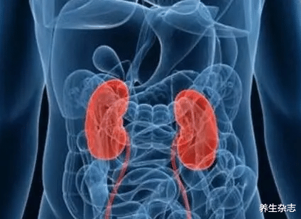 养生杂志|得了甲状腺疾病，会影响肾？医生：要想夫妻幸福，养护好甲状腺