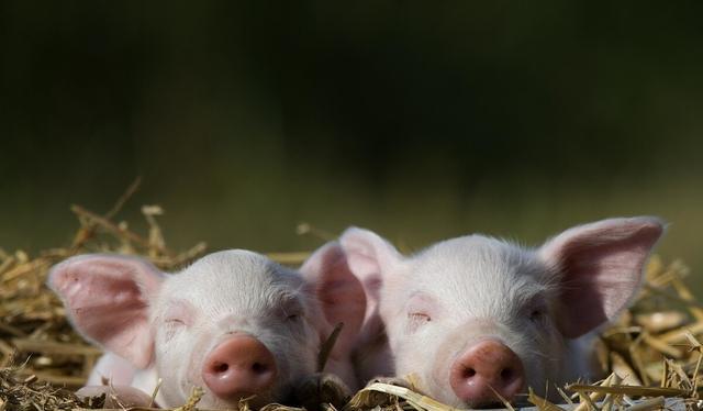 陶莉点评 猪价疯狂反弹,屠企上演抢猪大战,多少是顶?专家预测要降到10块