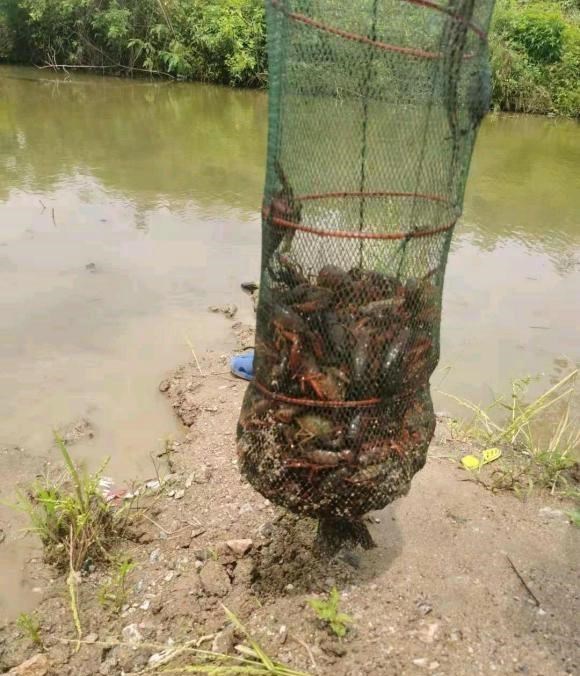 九烈or泥莉 湖北浠水，野沟里小龙虾泛滥成灾，钓鱼人：一天搞了40斤