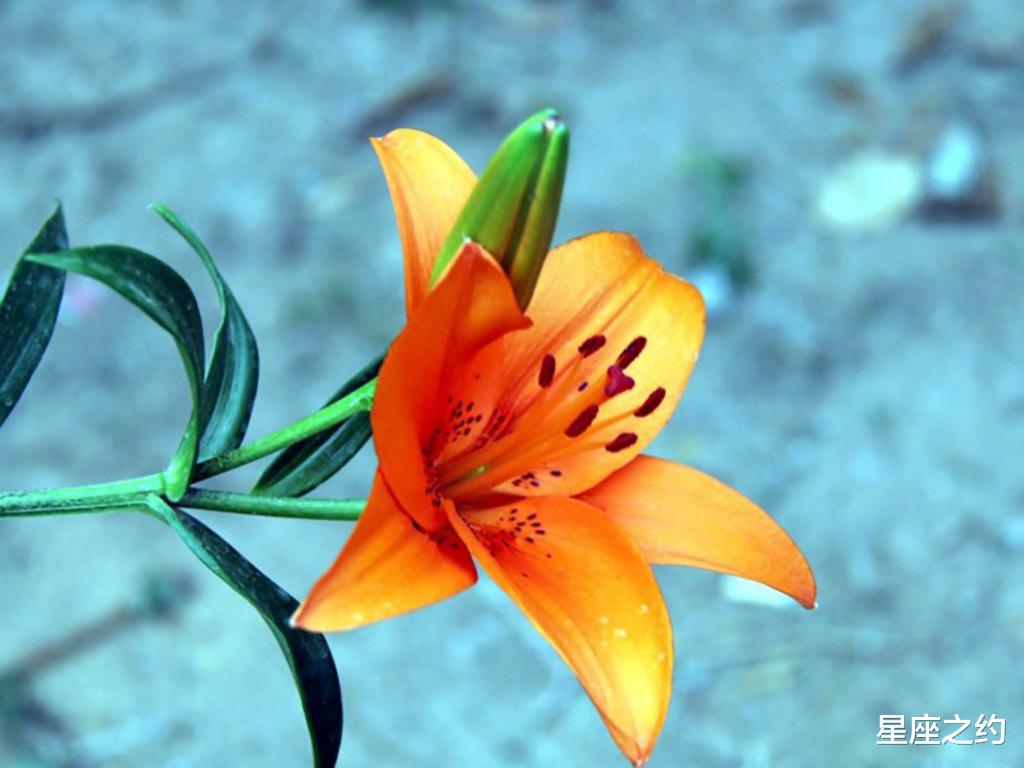 星座之约|8月12日-16日星座运势：?巨蟹座全力以赴，水瓶座沟通顺畅