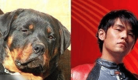 王俊凯|当明星们与动物撞脸，猫系的李易峰又萌又无辜，最后2个是怎么回事？