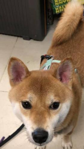 小姐姐 美女等红灯时被猥亵，回头一看…原来是个“咸狗手”！