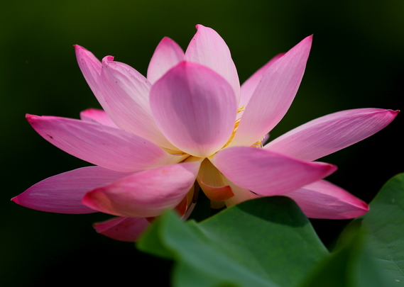 星临天下|7月15日开始，4属相运势上涨，财源广进，开启美好生活