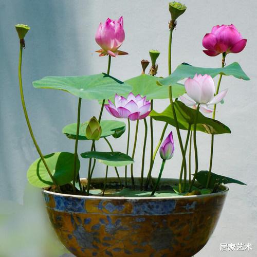 居家艺术|夏天怕得“空调病”，家中养这些“清凉植物”，让你度过一个凉爽惬意的夏天！