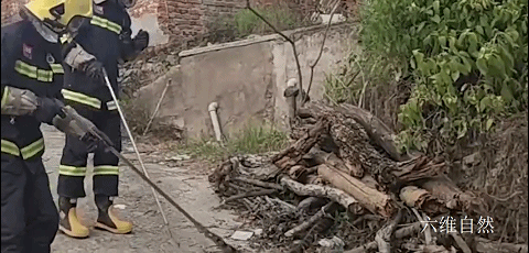 六维自然|四川发现两条毒蛇的争斗,眼镜王蛇正要捕食眼镜蛇,却被一网捉