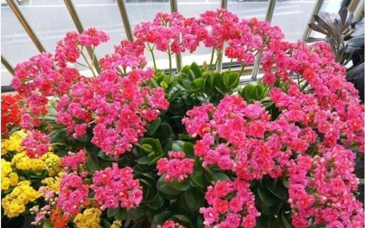 京跃伟哥|秋天到了！这种花要“苏醒”了，可以放手养了