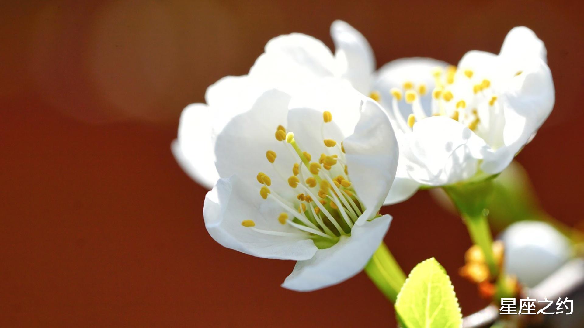 星座之约|8月22日-28日星座运势：双子座全力以赴，射手座头脑清醒