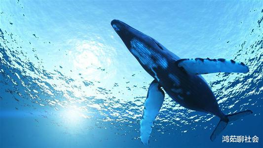 世界上已知的最大生物是什么?并非是深海巨兽“蓝鲸”,而是“它”!