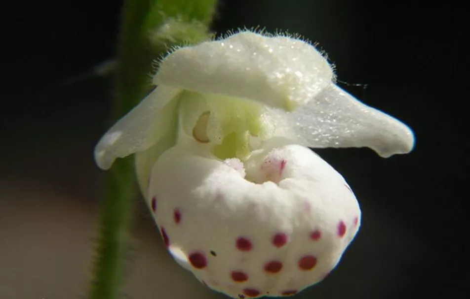 濒危物种 国家Ⅰ级濒危物种 杓兰属中的“巨人”——暖地杓兰