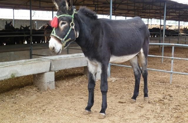  你好不好奇：驴究竟有什么特殊能力，为什么马永远无法取代它呢？