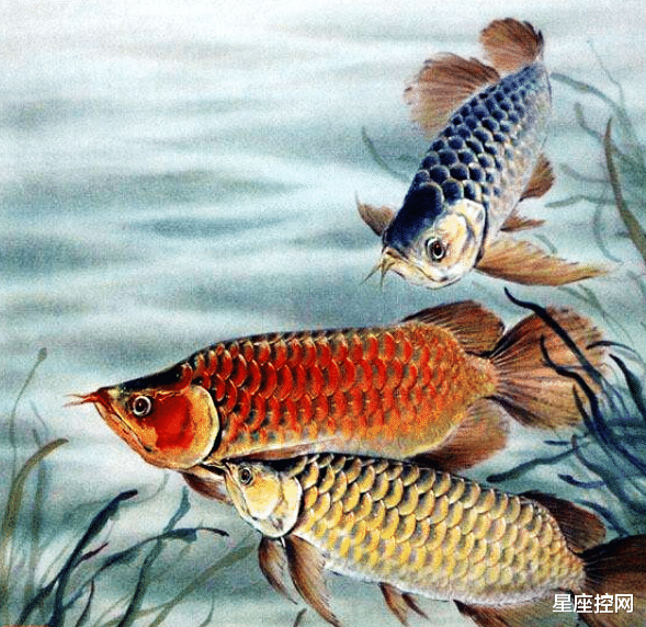 星座控网|哪些日子出生的人，豪情壮志，脚踏实地去努力，生活有惊喜