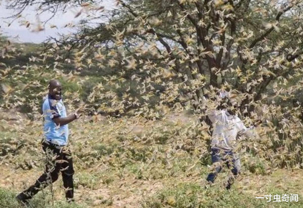 一寸虫奇闻|蝗灾猛于虎?20万只椋鸟驰援新疆灭蝗,当蝗虫群居后几乎所向披靡