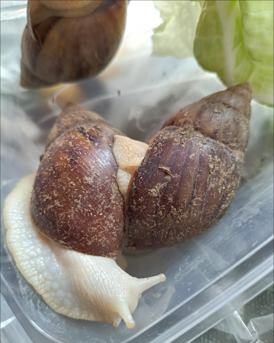 种上阳台|孩子回到家，看到家中来的新朋友“三只小蜗牛”！