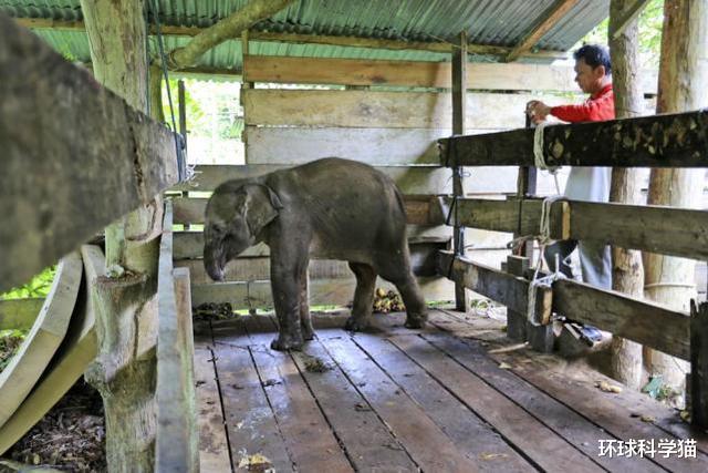 印度尼西亚|太残忍了！印尼极危小象被夹断鼻子死亡，人类正在攻陷它们的家园