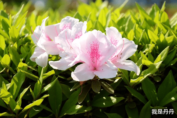 运势|未来11天，乐观善良，体谅他人，3大生肖财神爷家中坐镇，钱财如雨下