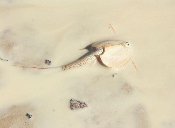 外星生物 ?澳大利亚现史前动物盾虾：外形像外星生物