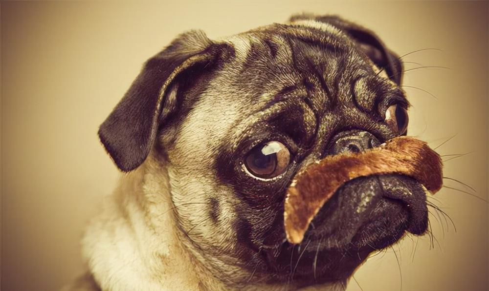 芷兰小时光|听话懂事好狗子故意犯错，以此来挑战主人的权威，真是用良心苦