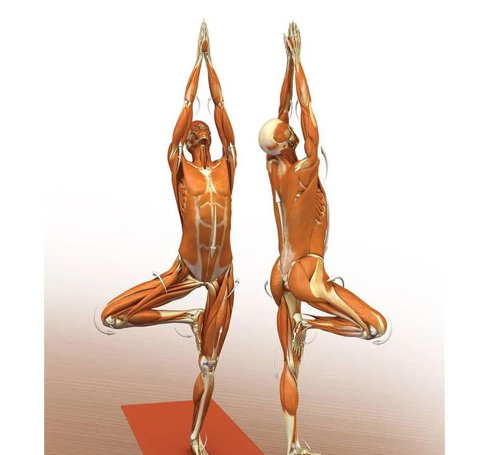 运动|练瑜伽，这些解剖常识你要知道（附28个常见体式解剖图）