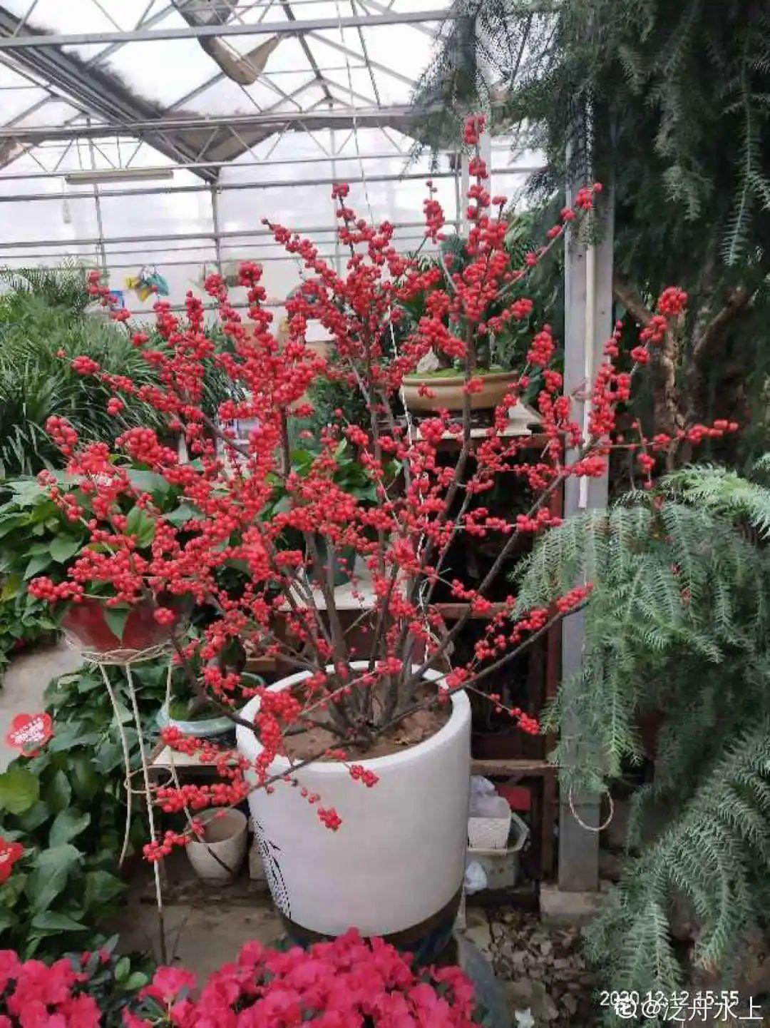 6种“观果植物”,小果实挂满枝头,半年不落,喜庆又好看!