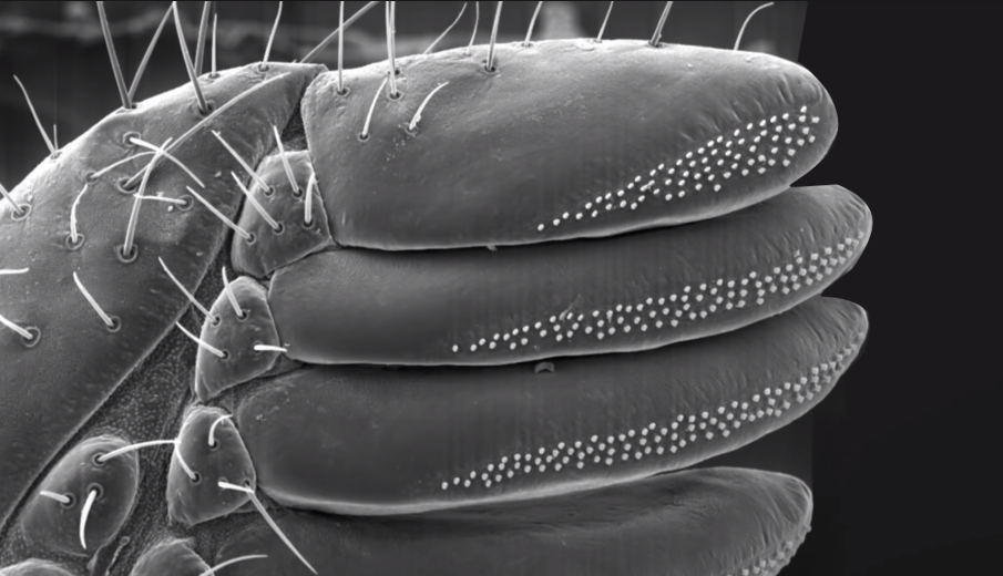 蝎子 它们求偶时手牵手浪漫地跳起了双人舞，你能猜到是谁吗？