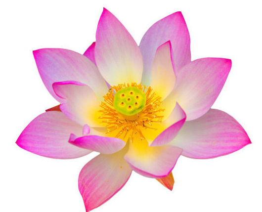 星临天下|9月中旬开始，4属相开门迎喜，桃花旺盛，财运亨通，日子喜洋洋