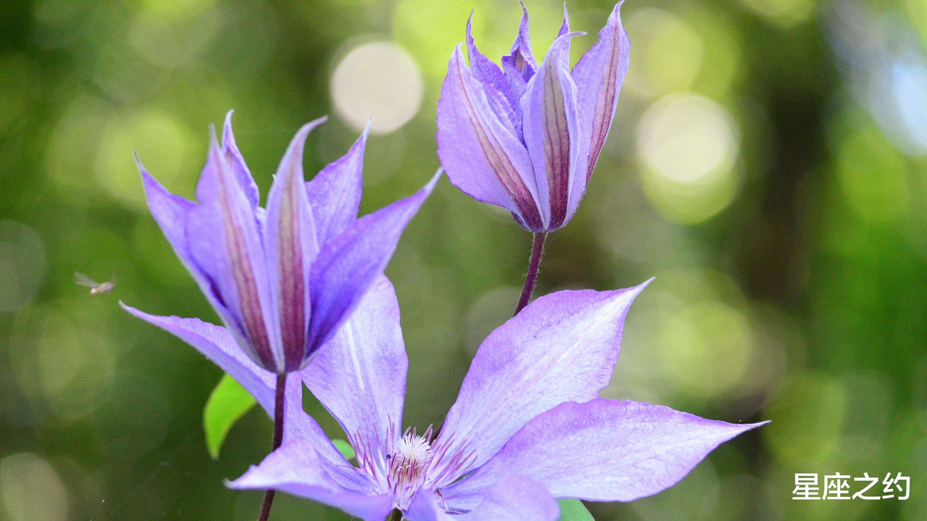 星座性格|端午节前后，渐入佳境，充满希冀，才华横溢的三大星座