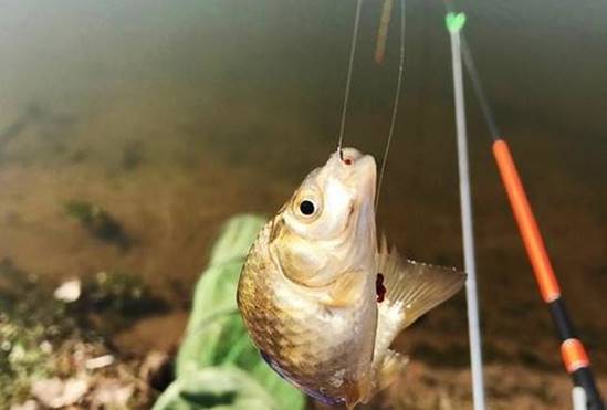 离婚|冬钓鲫鱼选择大于努力，有时候方向没选对，钓鱼都白费