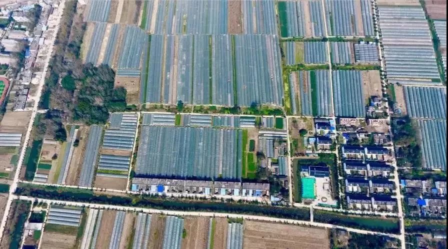 新安江淮 春游江淮请您来：阜南会龙镇——中国“辣椒之乡”