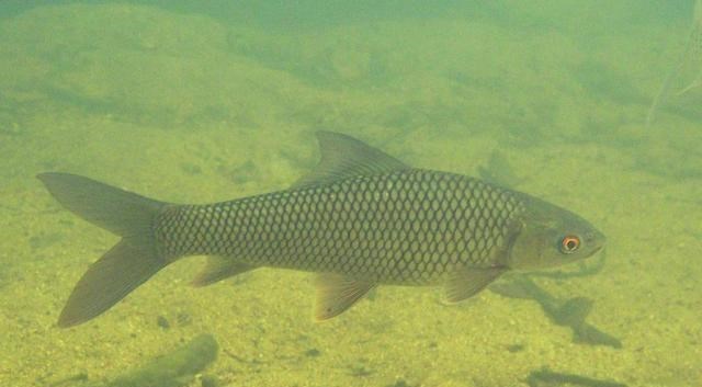 胡小小乖|最成功的入侵鱼种,在南方水域繁衍30年,有人错把它当成了草鱼