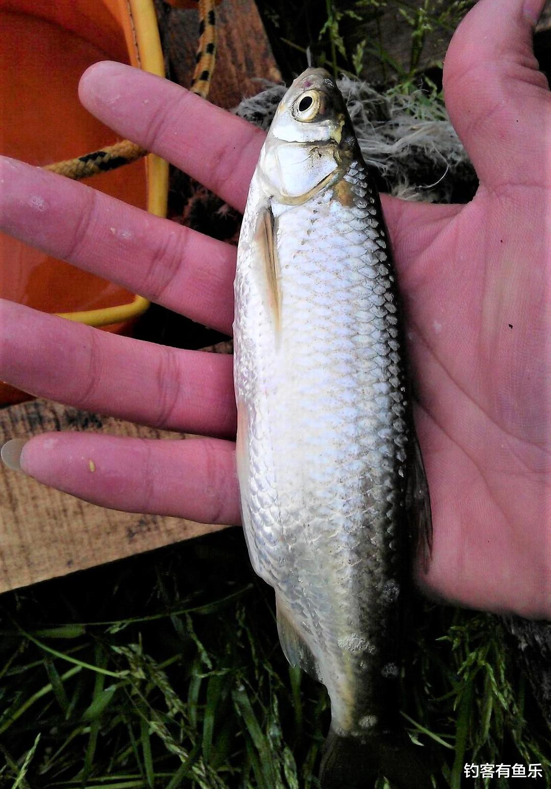 饵料|白条鱼不好钓？细心注意这几点，钓白条也能爆护