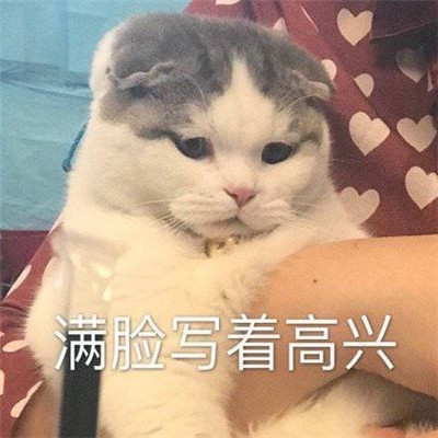 桉月|表情包：心情很好满脸写着开心的表情