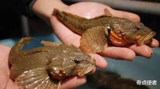 江苏省|黄河入海口发现野生松江鲈鱼，被人类吃到濒危，一斤2000元都吃不到